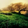 dreams